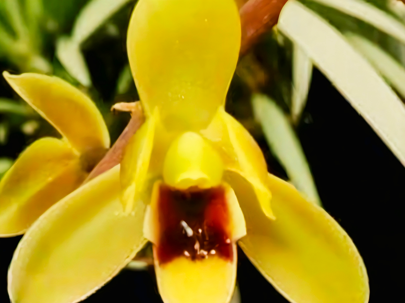 (Cymbidium HTC) Madiclum x hanalei alba