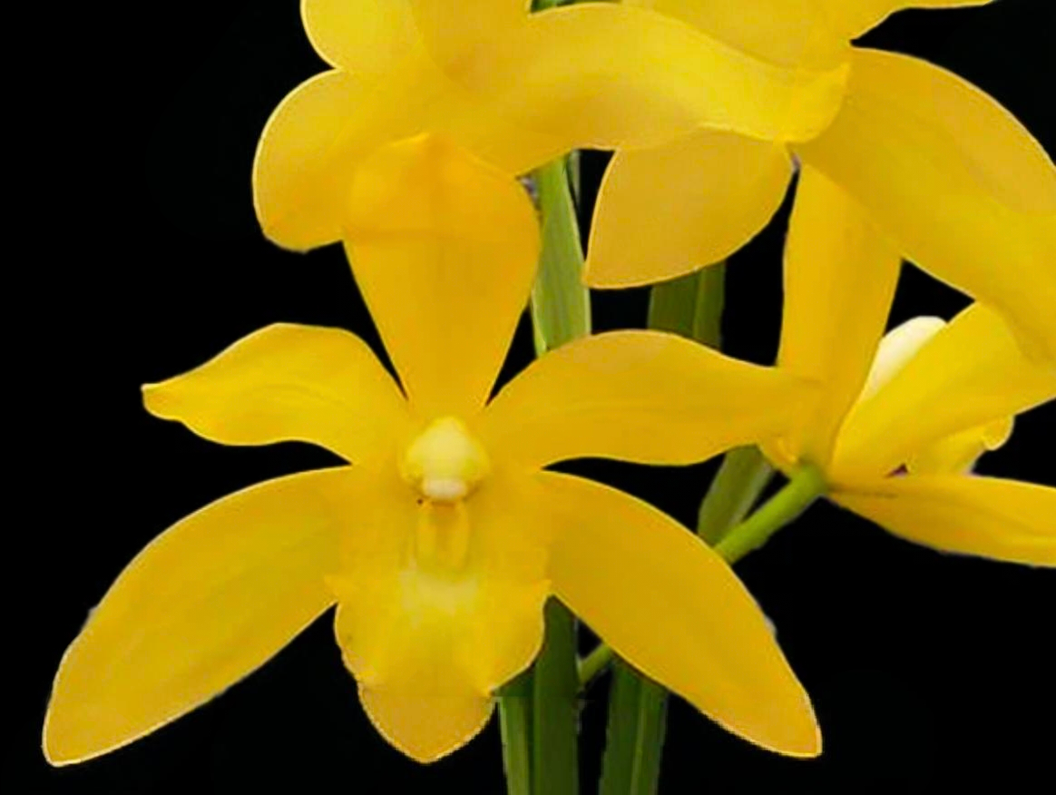 (Cymbidium HTC) Golden Venguard x Hanalei Alba