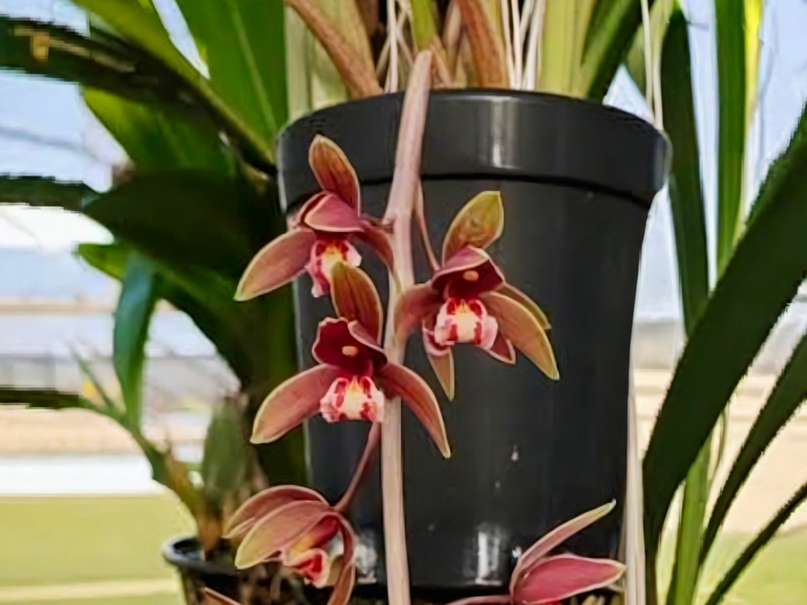 (Cymbidium HTC) Clare Natasha x Hanalei Alba