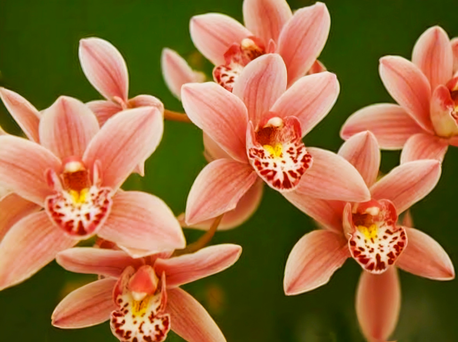 (Cymbidium HTC) Miss Saigon Sedona Mericlone