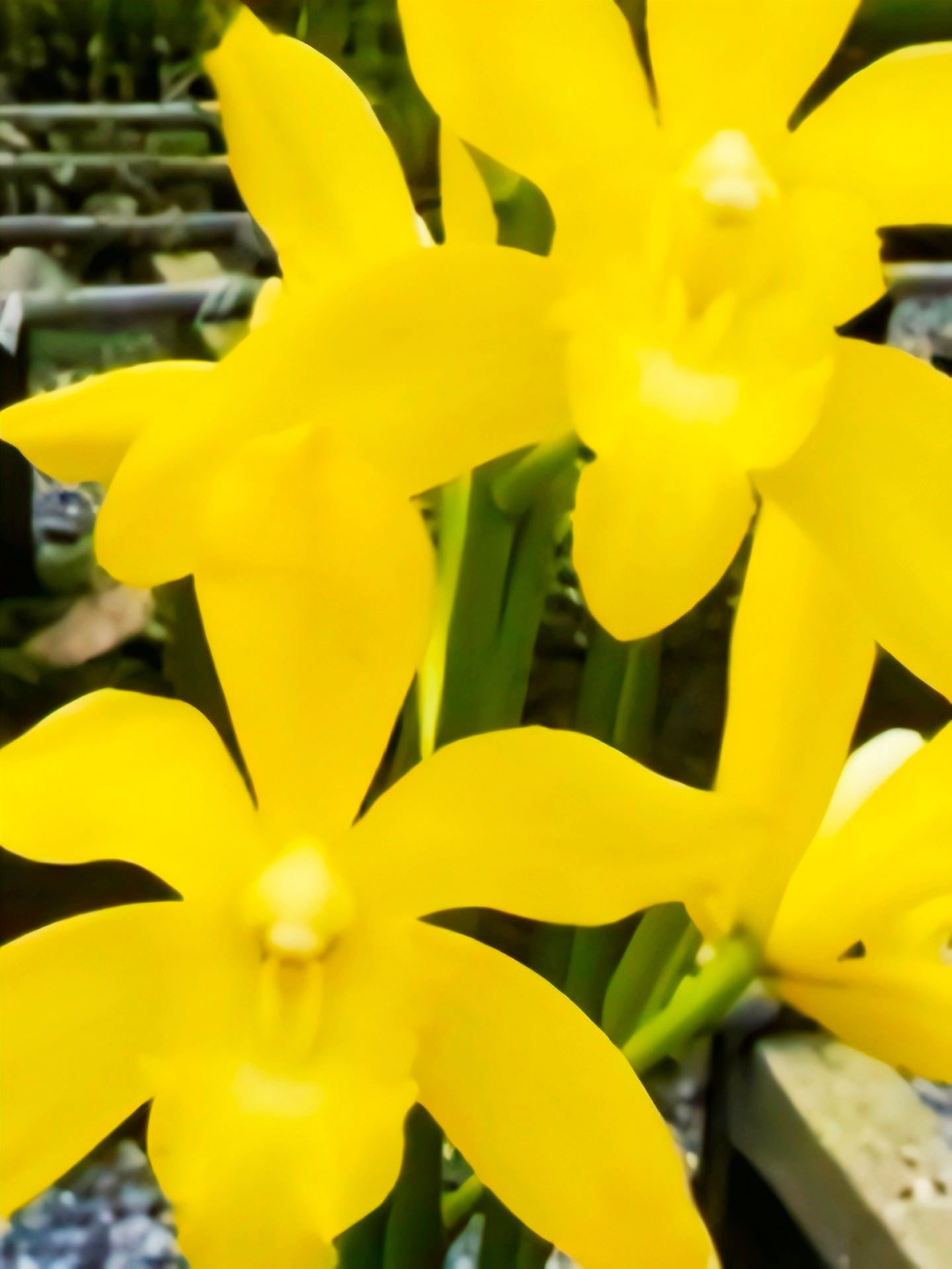 (Cymbidium HTC) Golden Venguard x Hanalei Alba