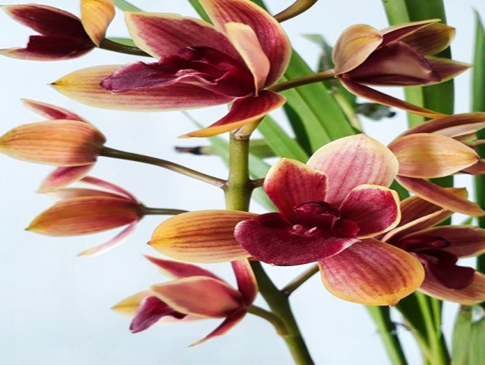 (Cymbidium HTC) Pakkret Tiara Alpha Mericlone