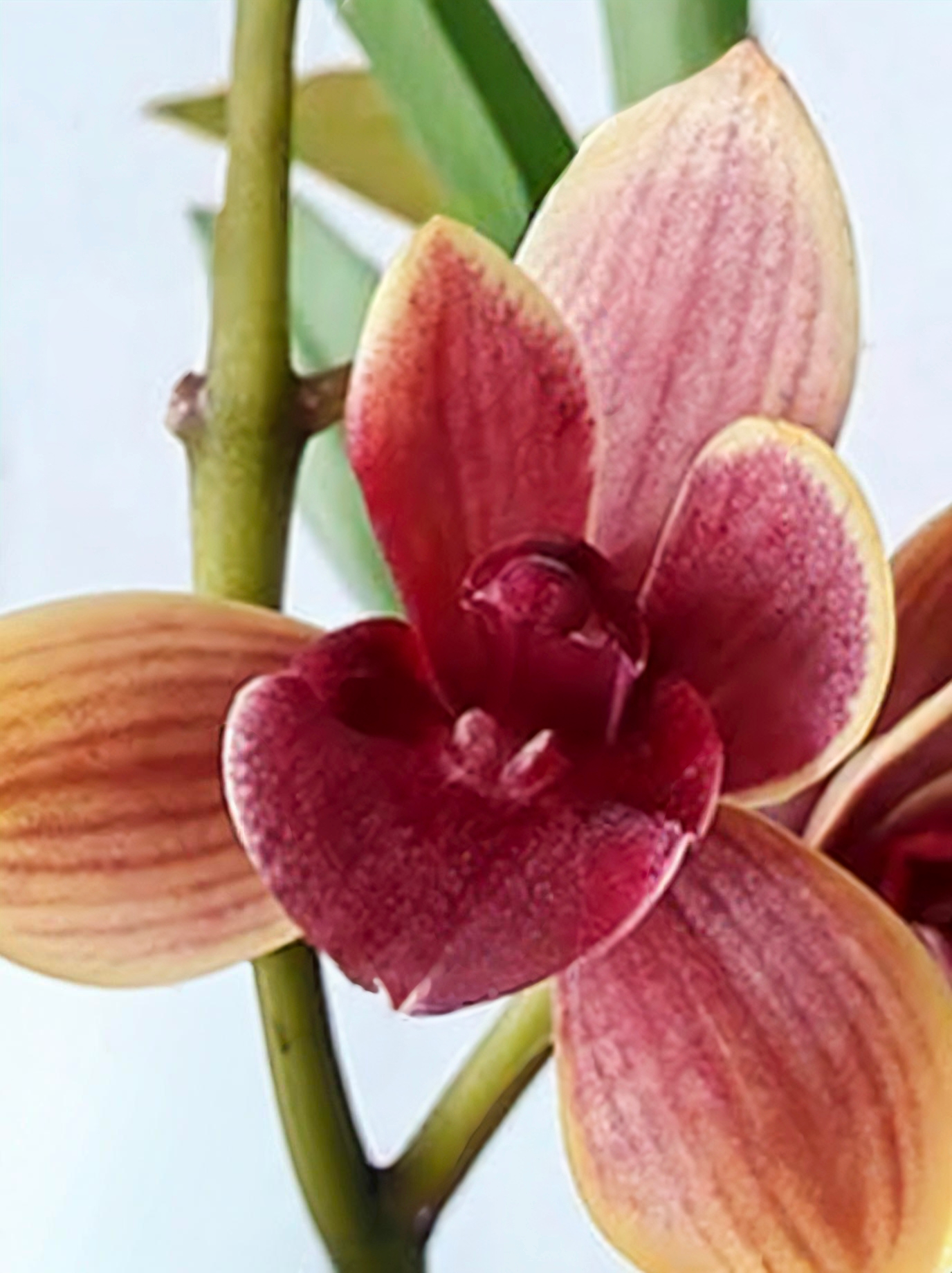 (Cymbidium HTC) Pakkret Tiara Alpha Mericlone