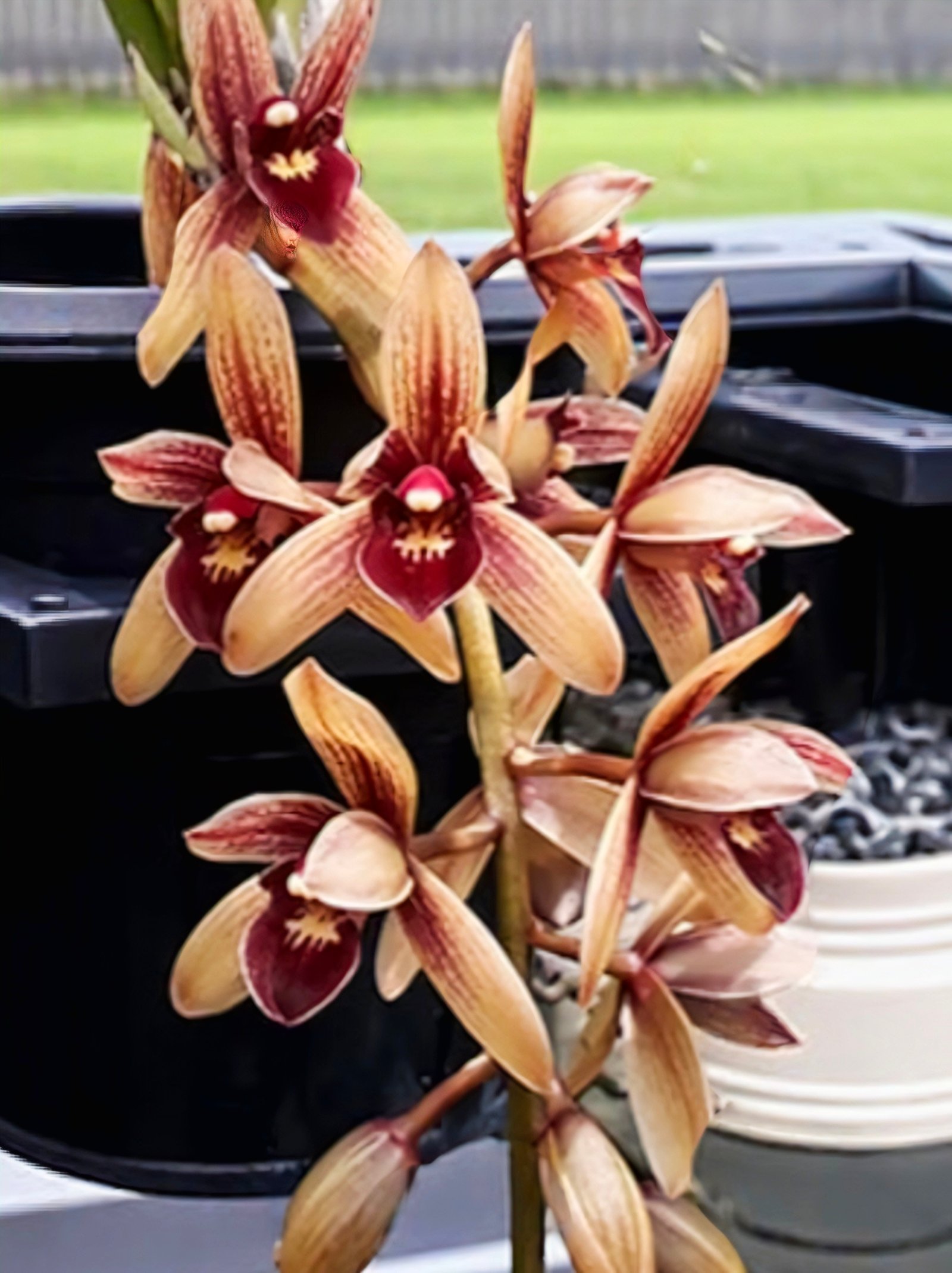 (Cymbidium HTC) Pakkret Firestorm 'Fortissimo' 4n (Mericlone)
