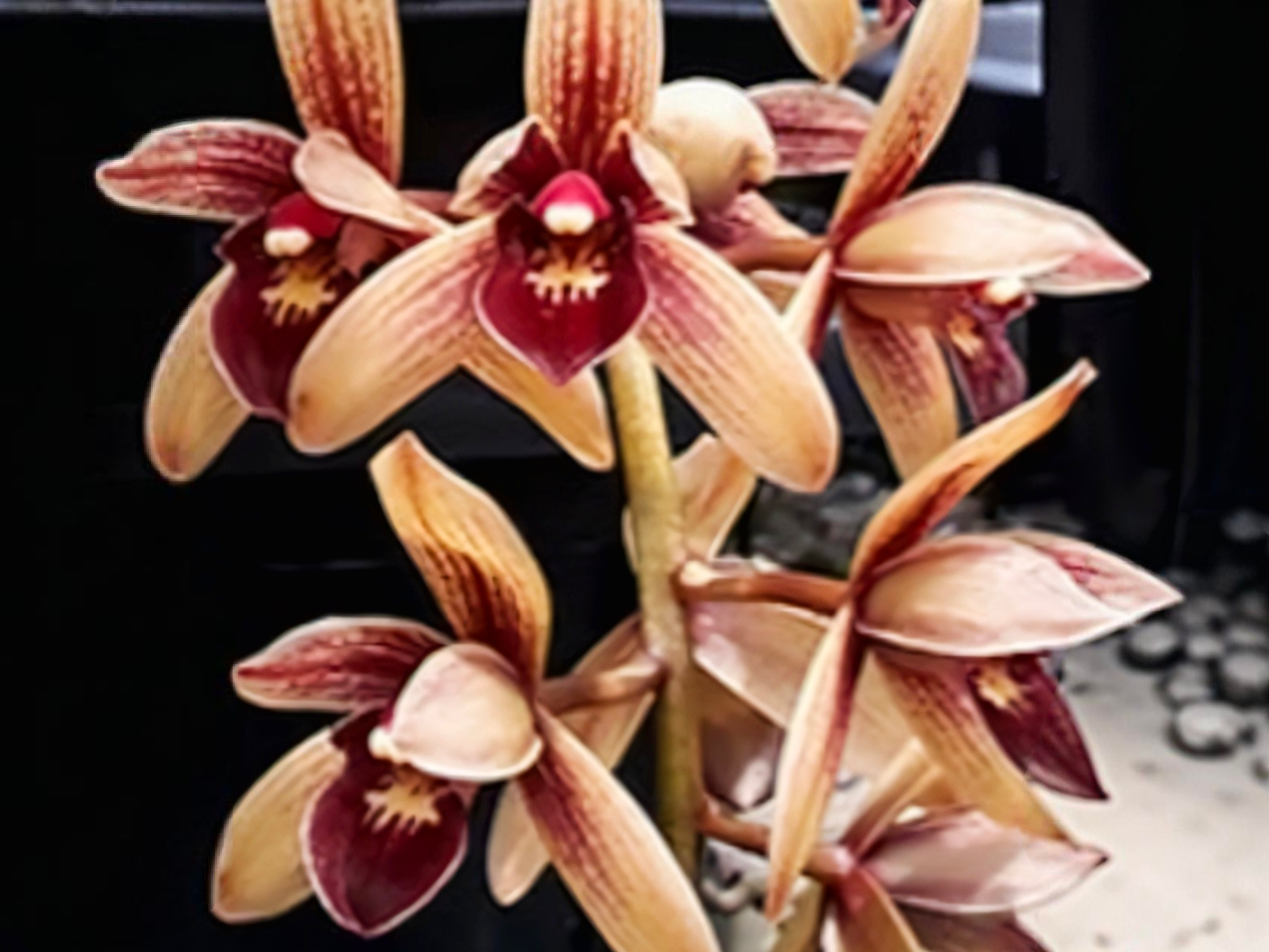 (Cymbidium HTC) Pakkret Firestorm 'Fortissimo' 4n (Mericlone)