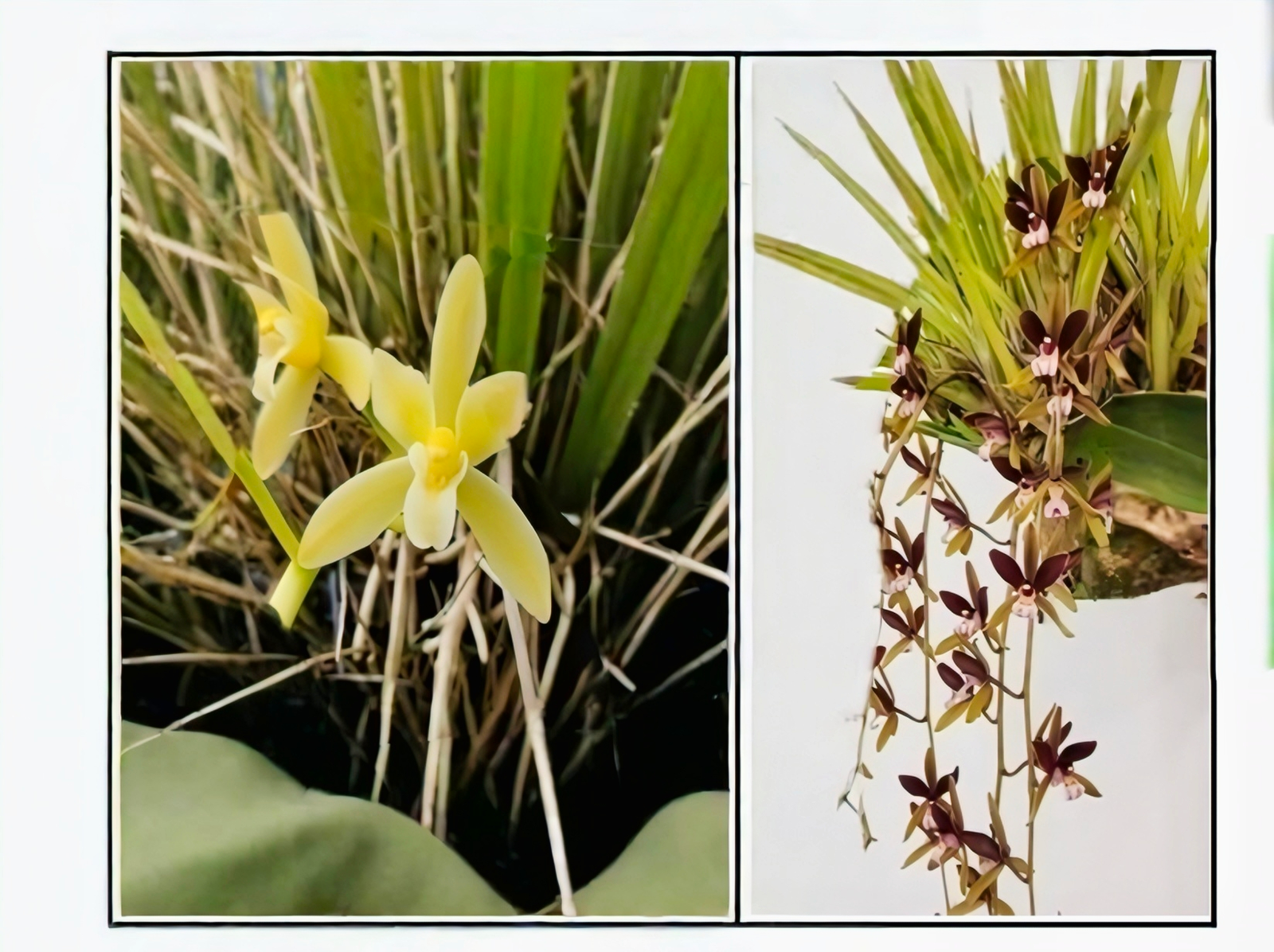 (Cymbidium HTC) Hanalei Alba 'Short-Leaf' x Atropurpureum 'Melayu'