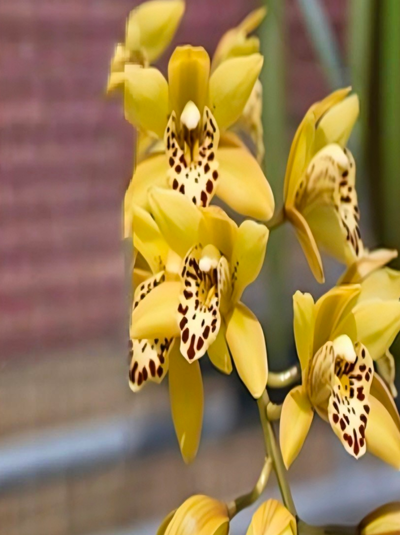 (Cymbidium HTC) Parish Wlf 4n x Atropurpureum 4n