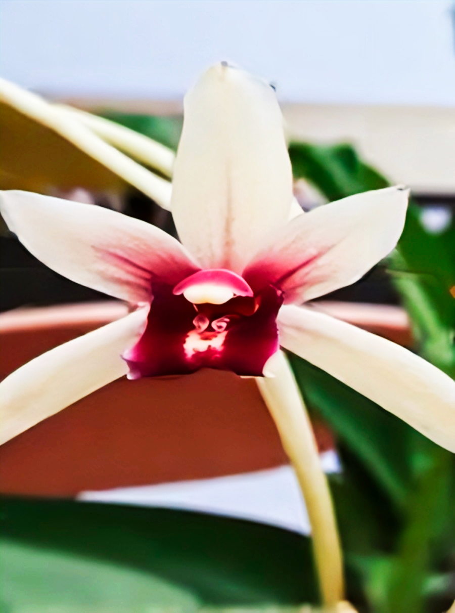 (Cymbidium HTC) Nok Kra Jib Sj Nuan Mericlone