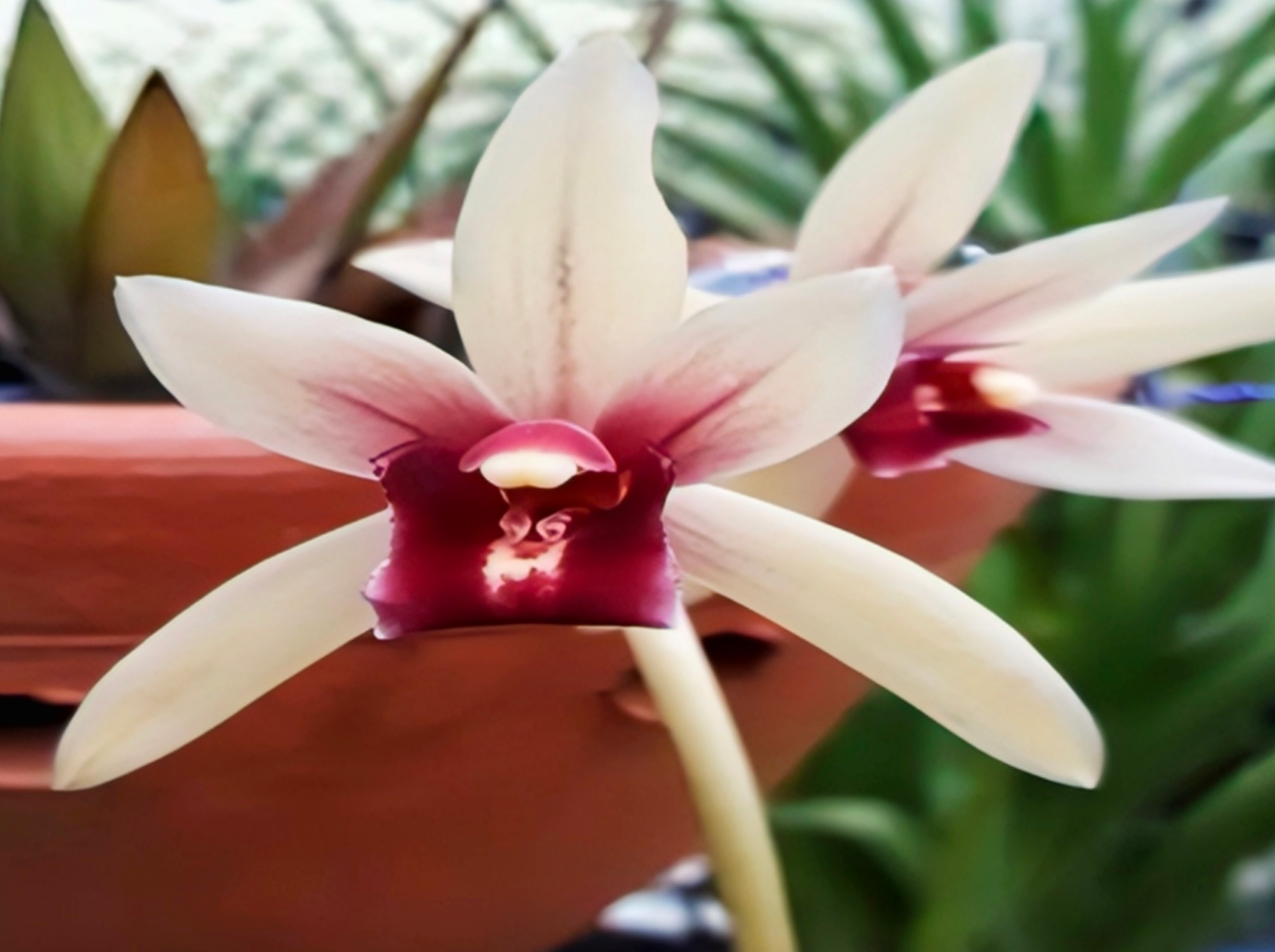 (Cymbidium HTC) Nok Kra Jib Sj Nuan Mericlone