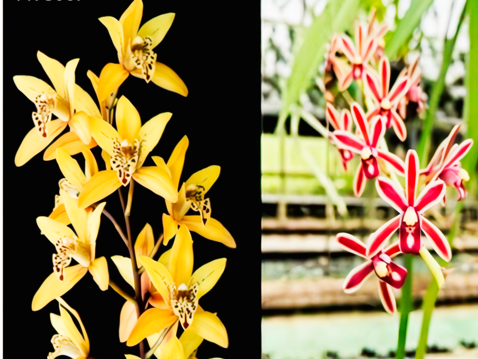 (Cymbidium HTC) Tapioca Tundra x Crassifolium