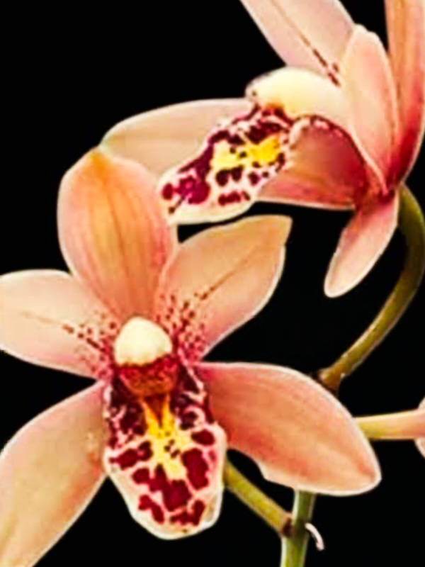 (Cymbidium HTC) Miss Saigon Yamato Mericlone