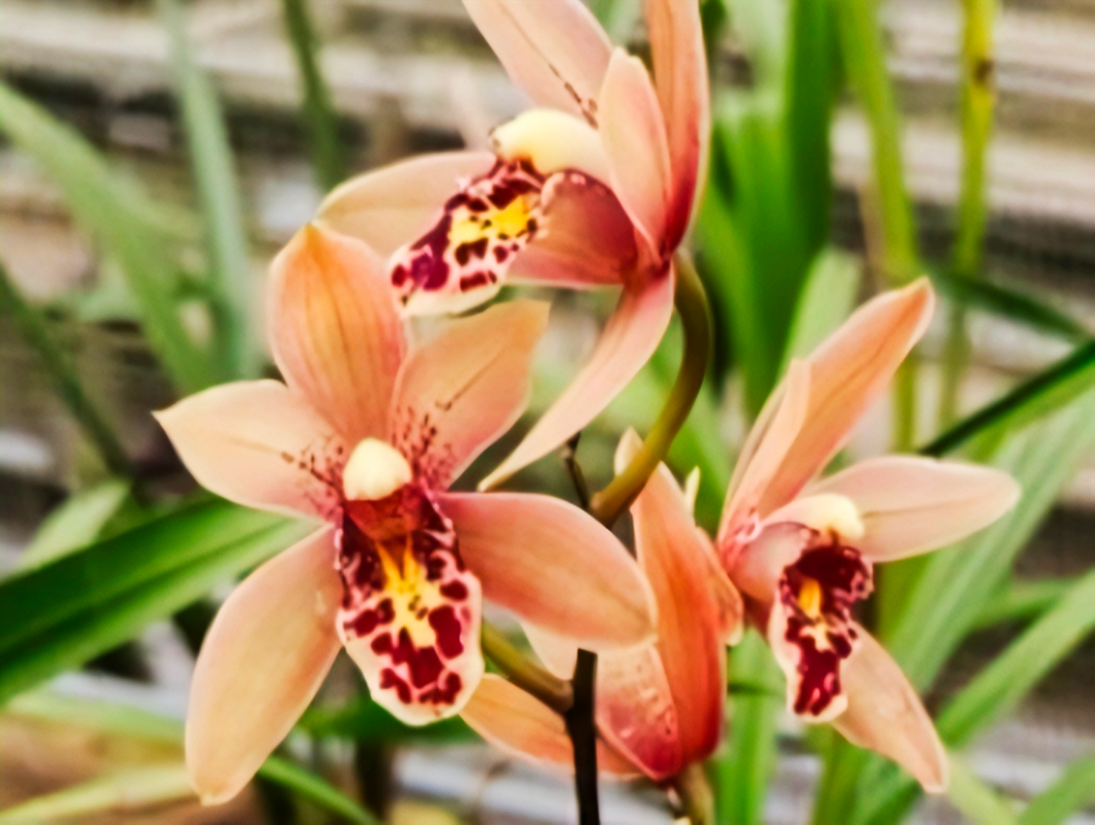 (Cymbidium HTC) Miss Saigon Yamato Mericlone