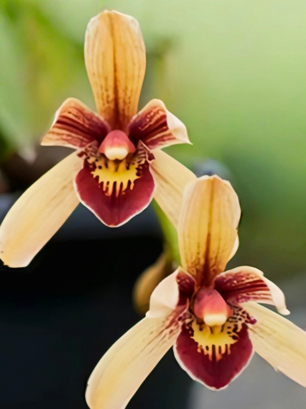 (Cymbidium HTC) Pakkret Firestorm Jerry (Mericlone)