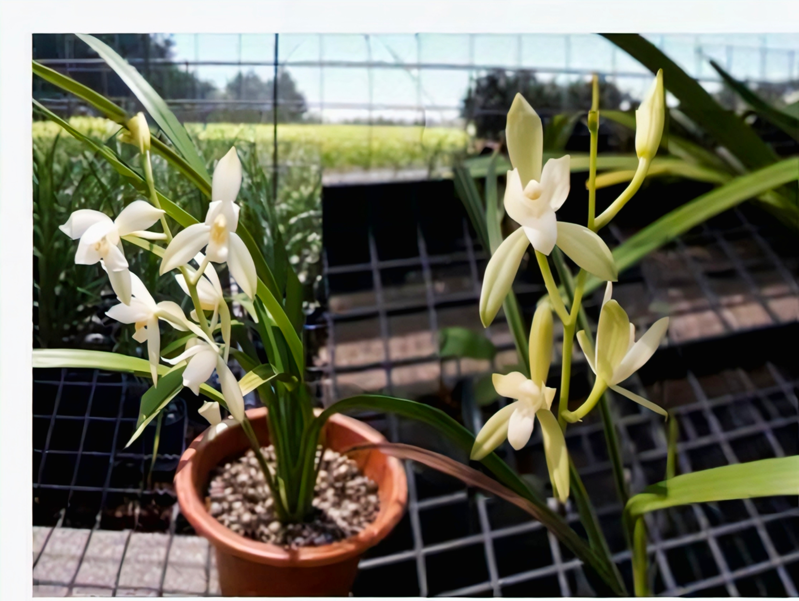 (Cymbidium HTC) Ensifolium Alba 'Sompong' (Ubon-Thailand) x Ensifolium Alba (Taiwan). (30's)