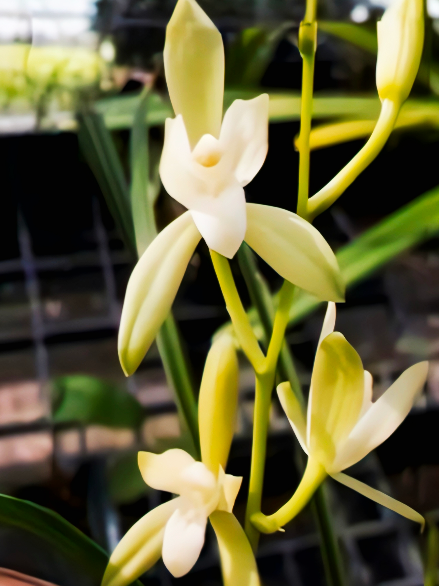 (Cymbidium HTC) Ensifolium Alba 'Sompong' (Ubon-Thailand) x Ensifolium Alba (Taiwan). (30's)