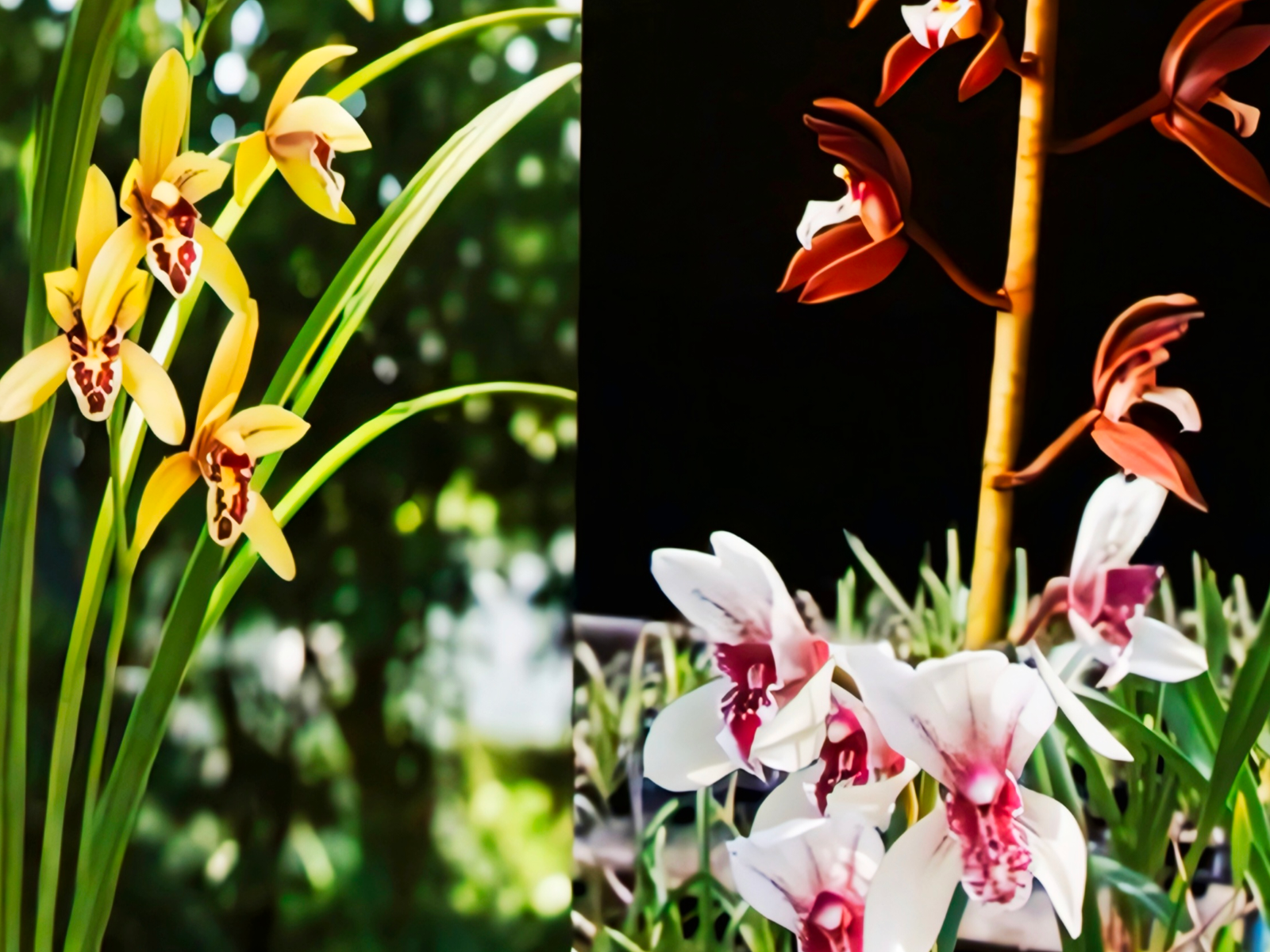 (Cymbidium HTC) Chian-Tzy Mascot 'G. Pollen' x Atropurpureum + Cotton Bud 'Bunny'