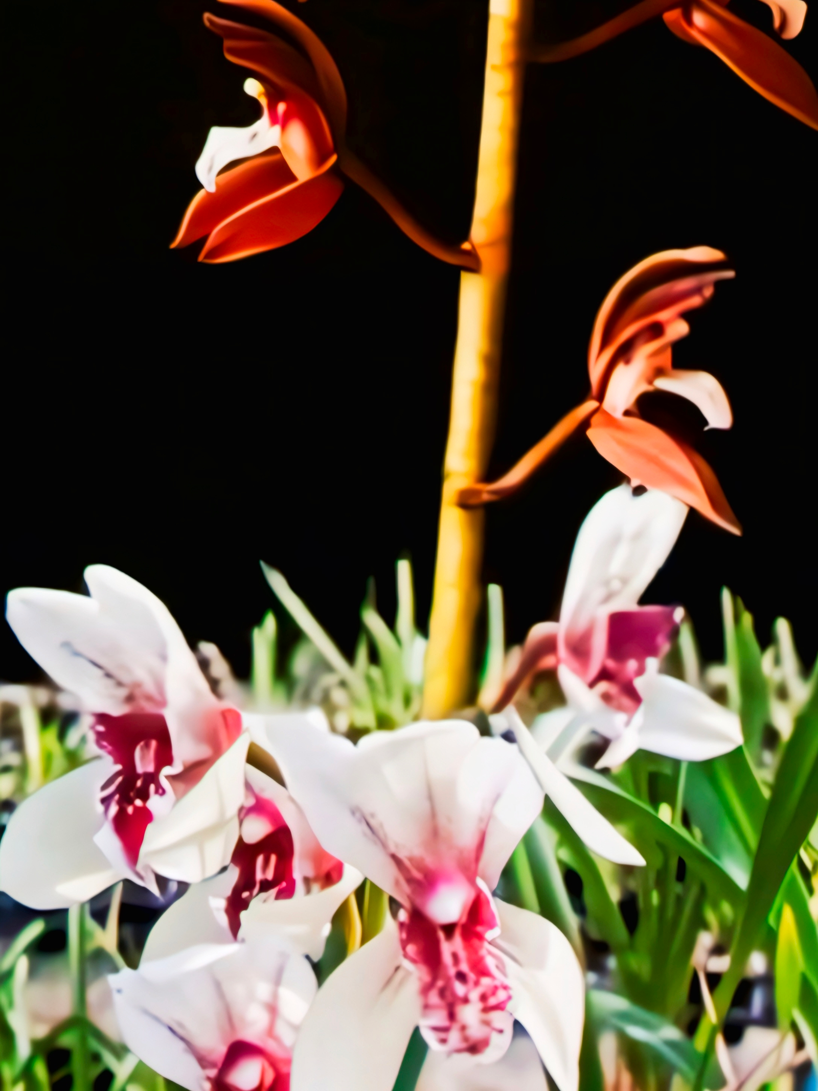 (Cymbidium HTC) Chian-Tzy Mascot 'G. Pollen' x Atropurpureum + Cotton Bud 'Bunny'