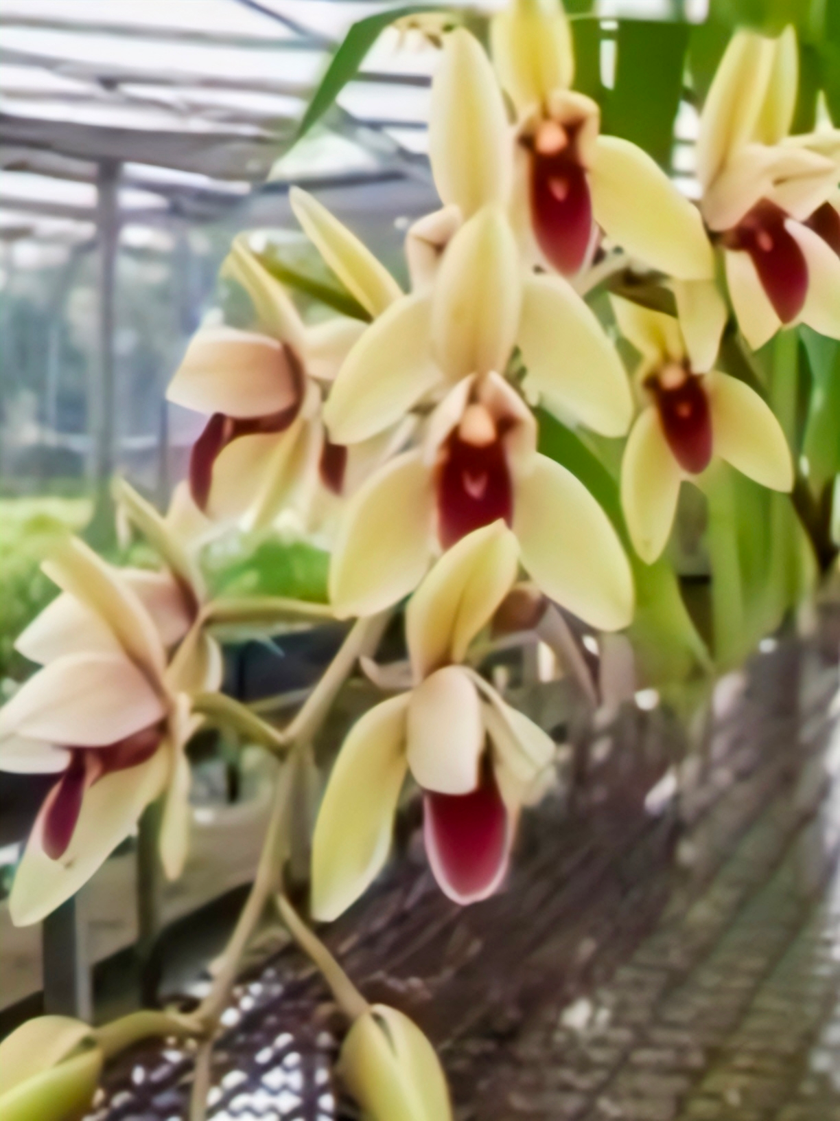 (Cymbidium HTC) Pakkret Biscuit x Atropurpureum 