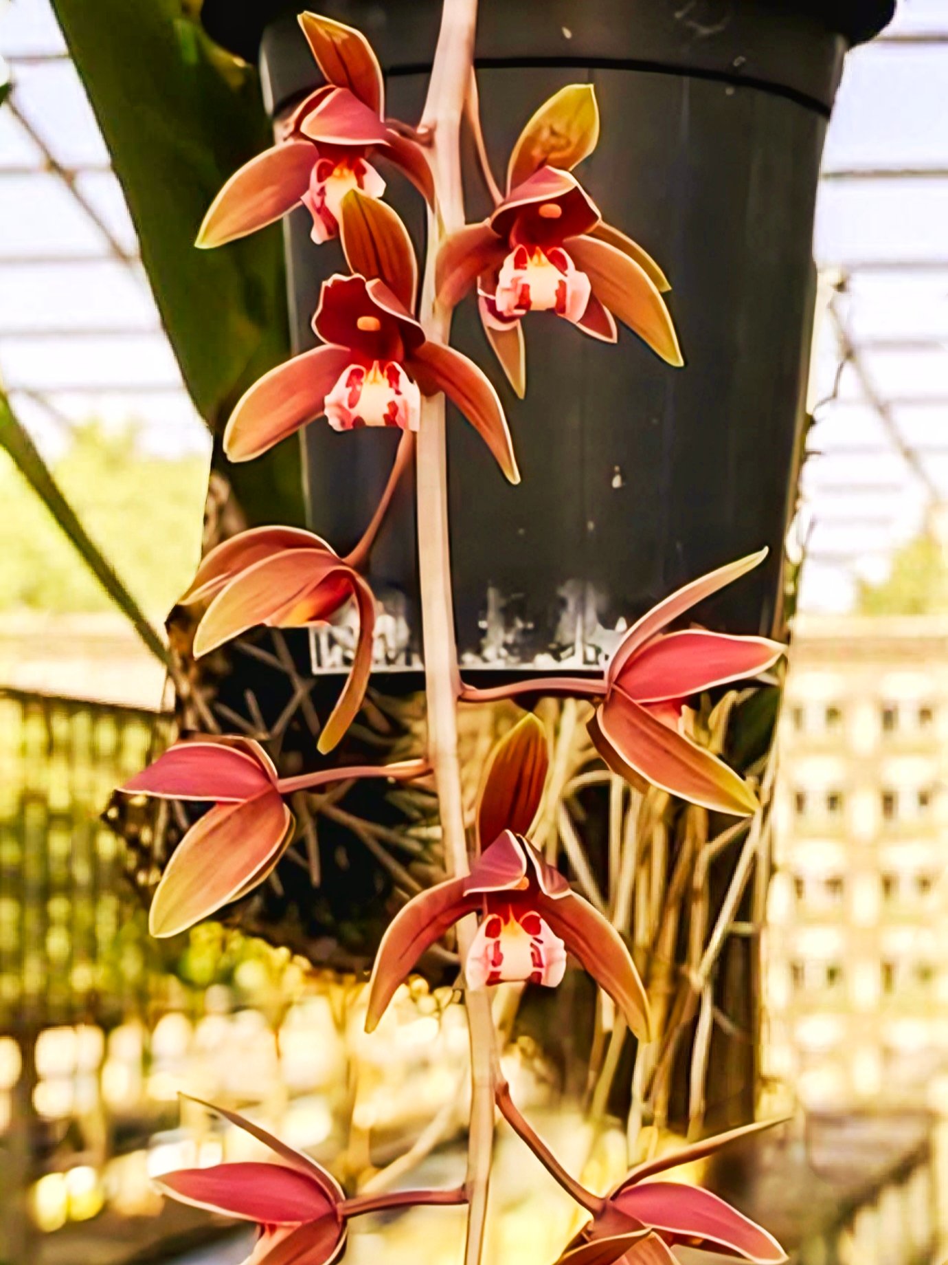 (Cymbidium HTC) Clare Natacha x Canaliculatum #2