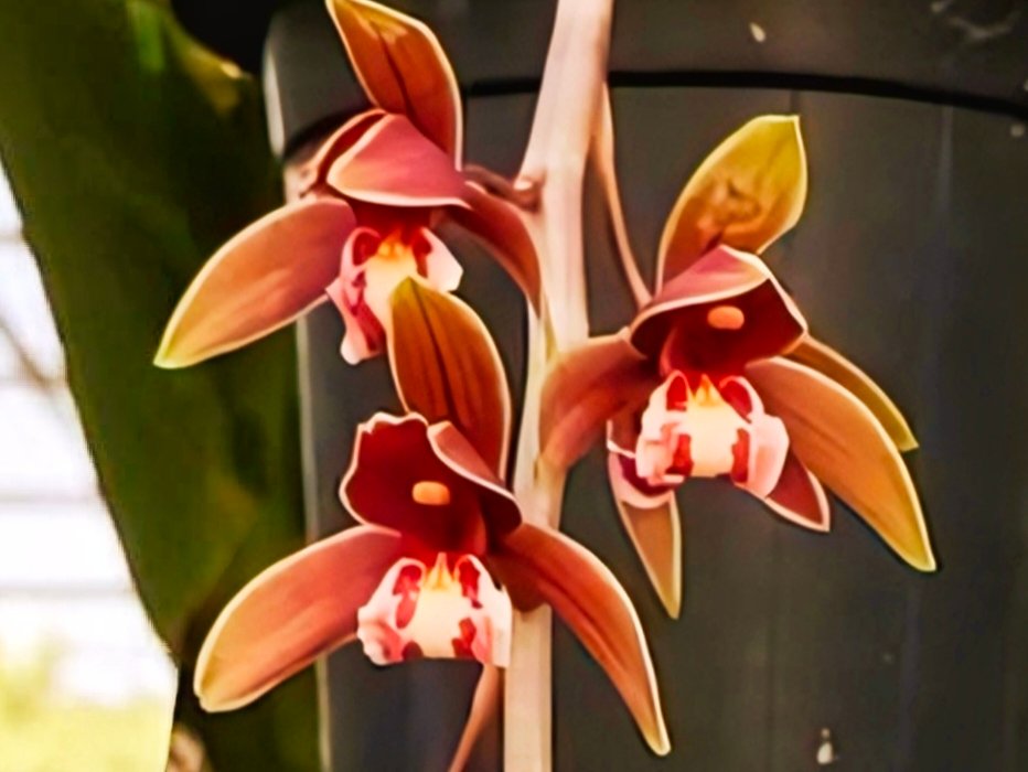 (Cymbidium HTC) Clare Natacha x Canaliculatum #2
