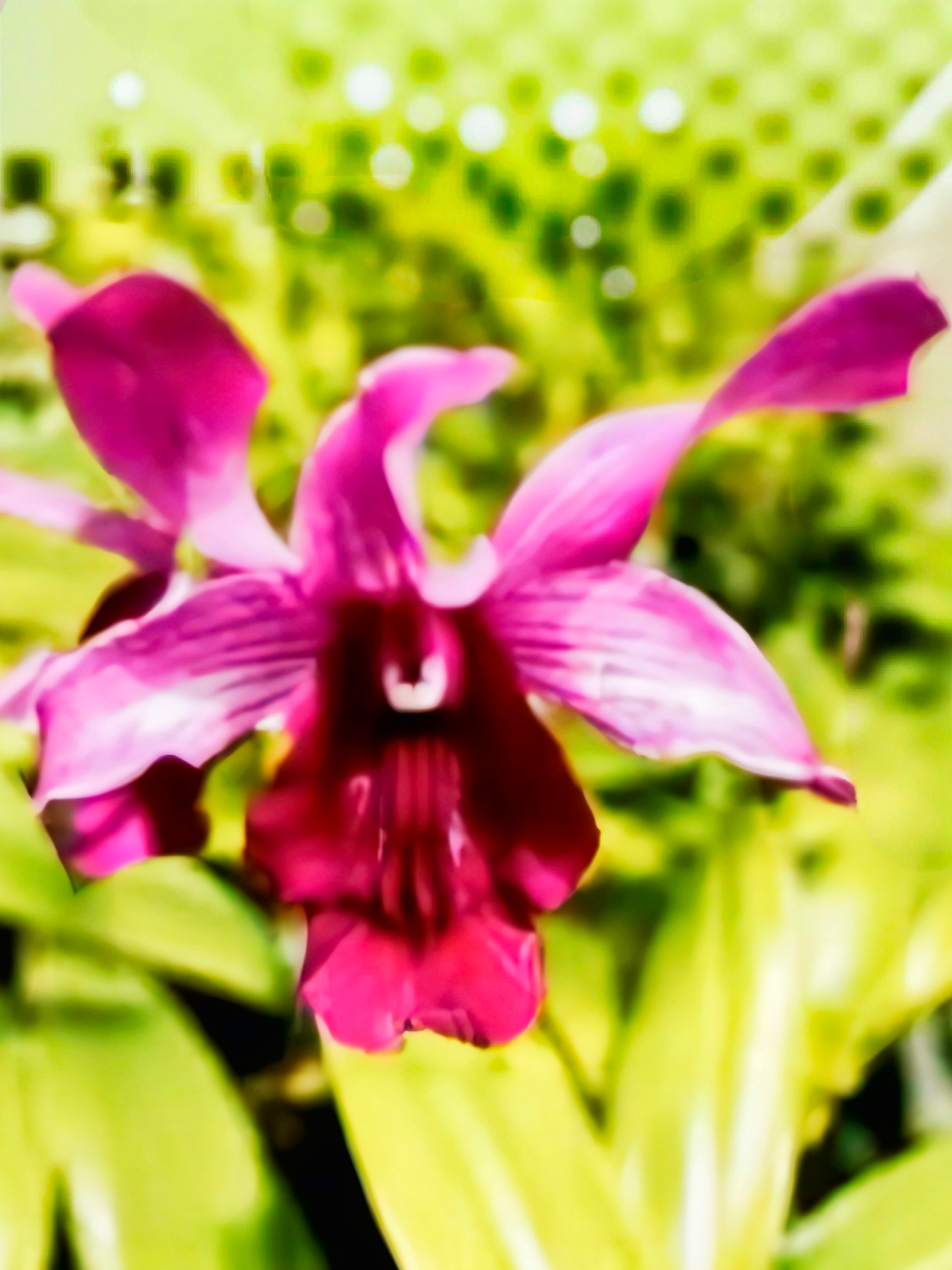 (Dendrobium) Indonisia Raya Red 
