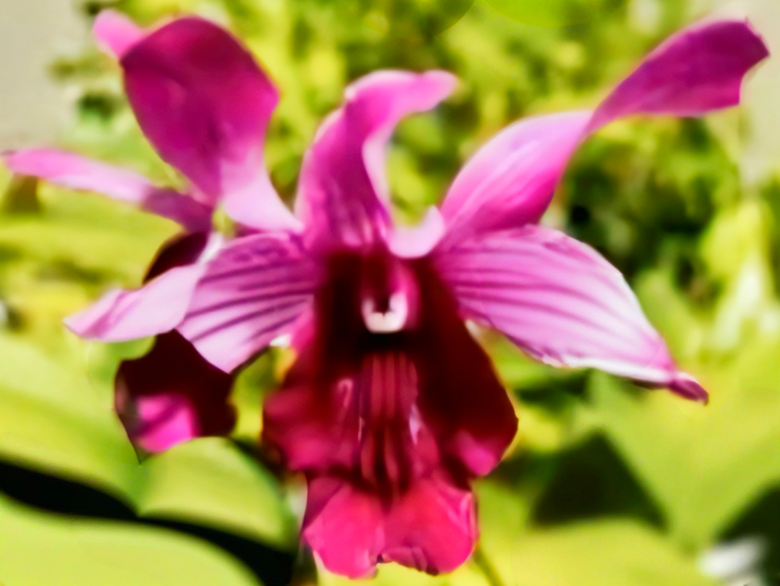 (Dendrobium) Indonisia Raya Red 
