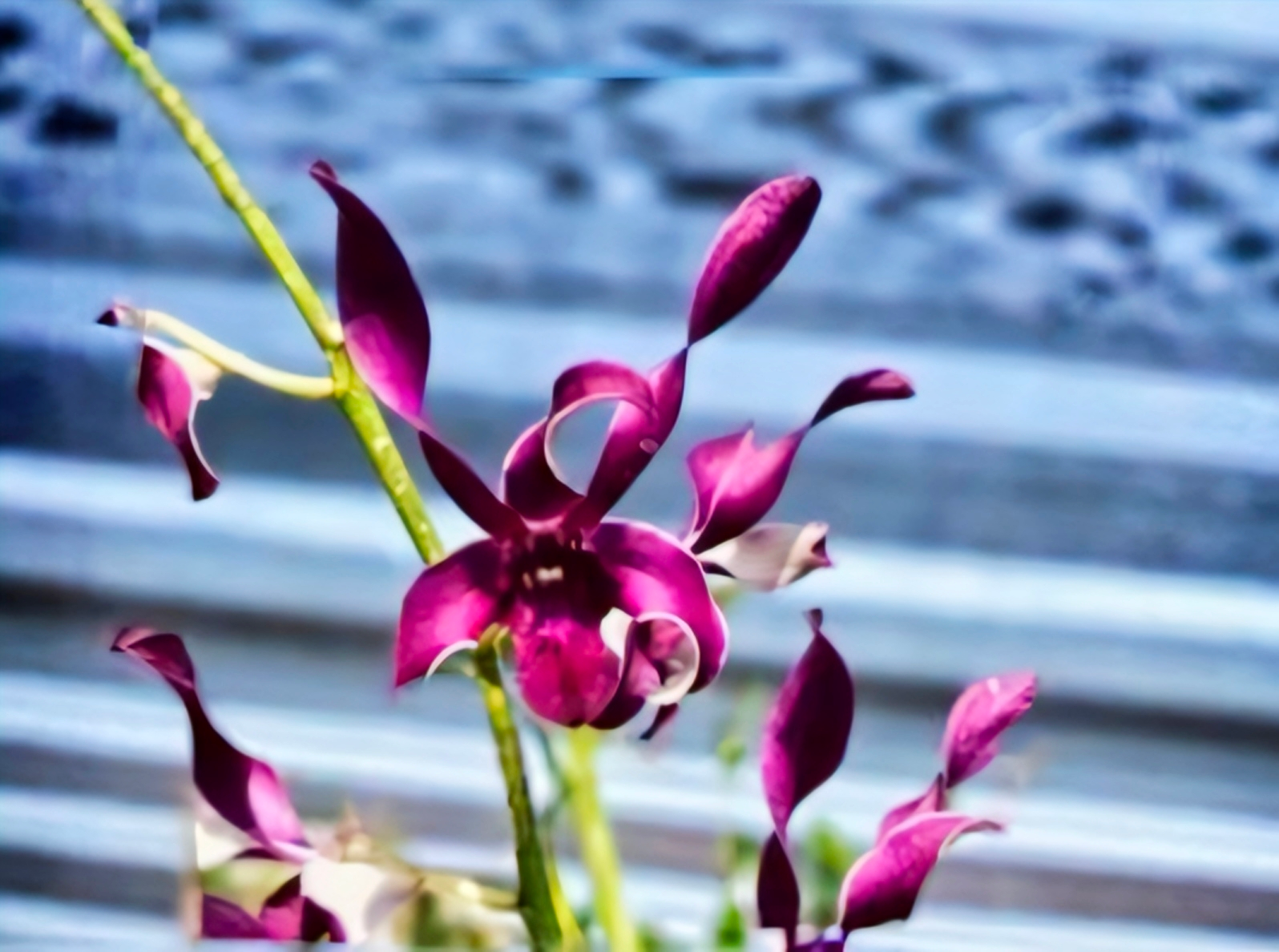 (Dendrobium) King Ceasar # 46