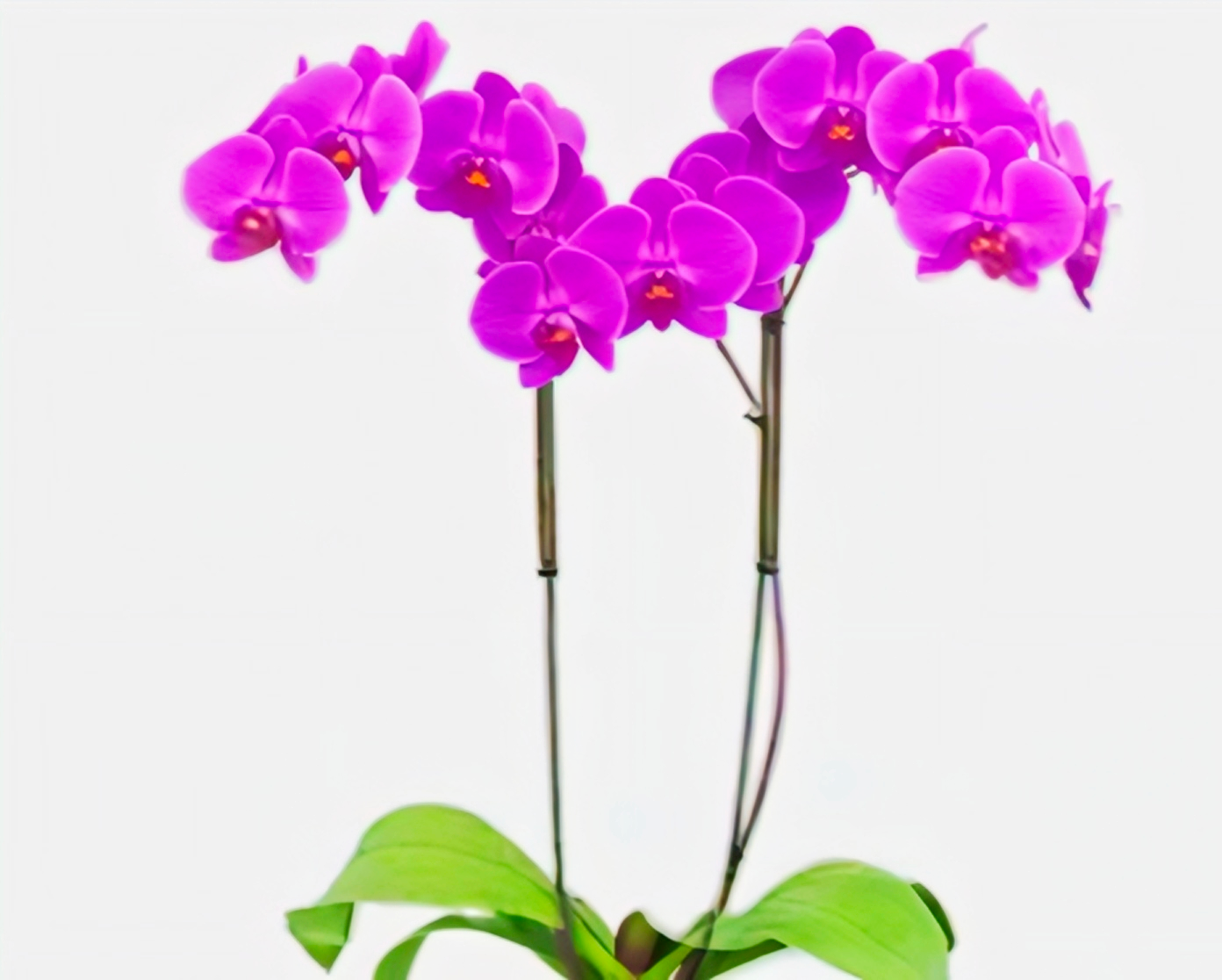 (Phalaenopsis) True Heiress (334915)