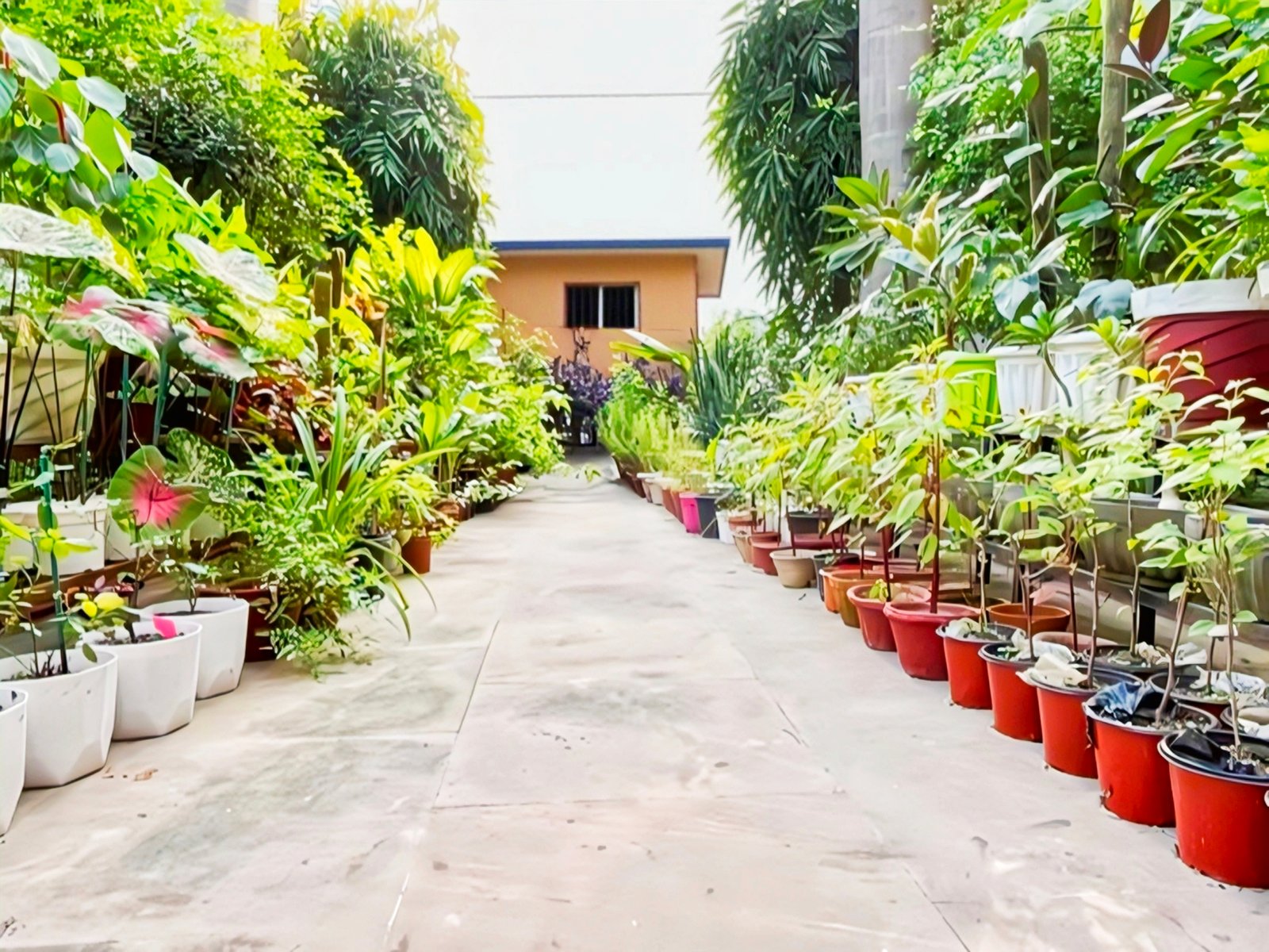 New/ Old Garden in plant planting Design plan