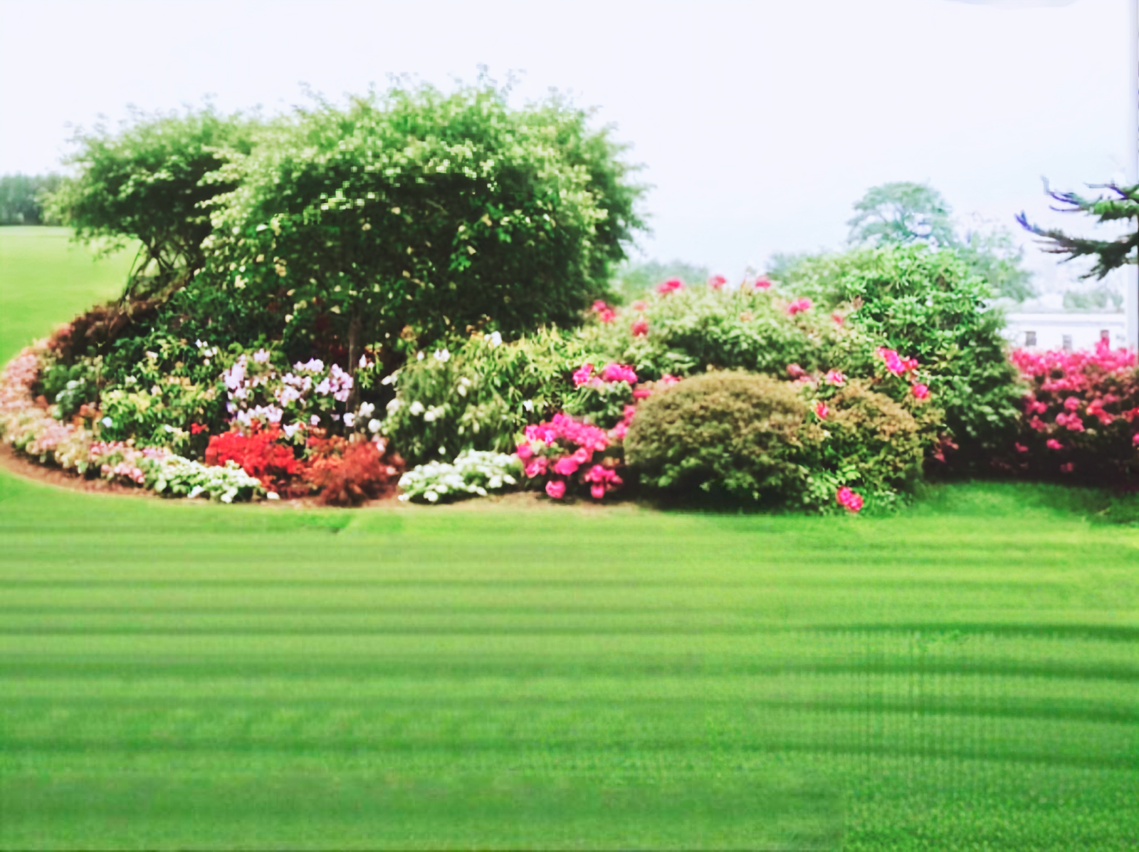 New Garden in plant planting and grass setup plan