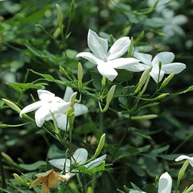 Star Jasmine