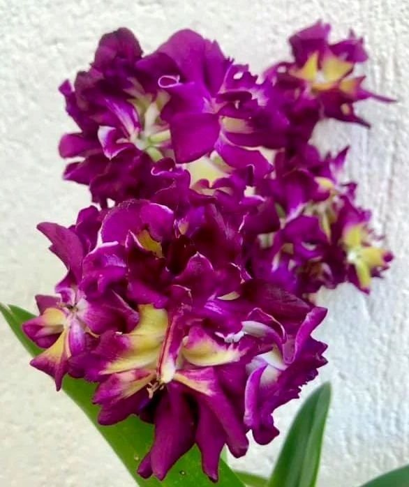 (Dendrobium) Betty Rose Red