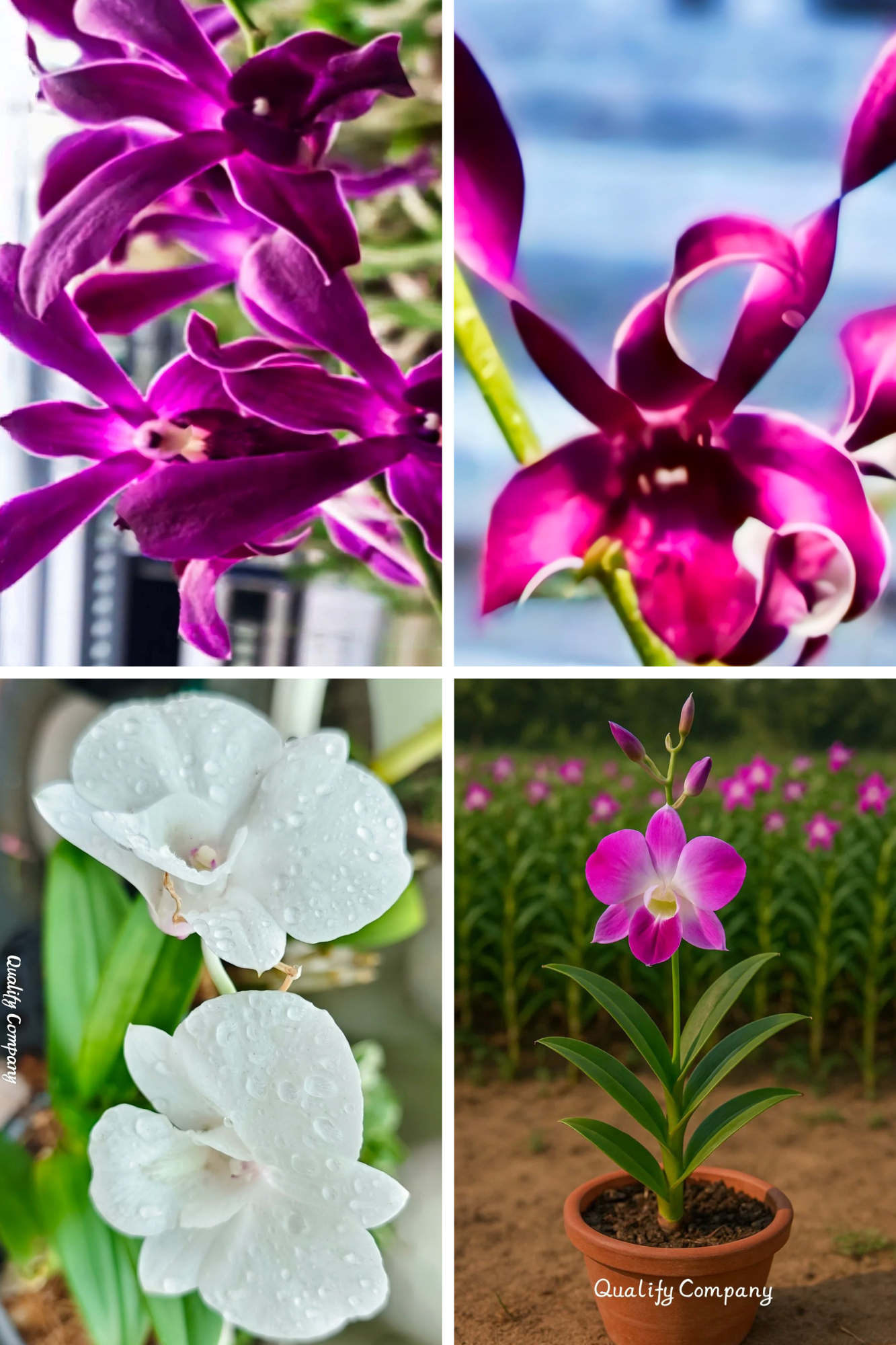 (Dendrobium) Any One Colour