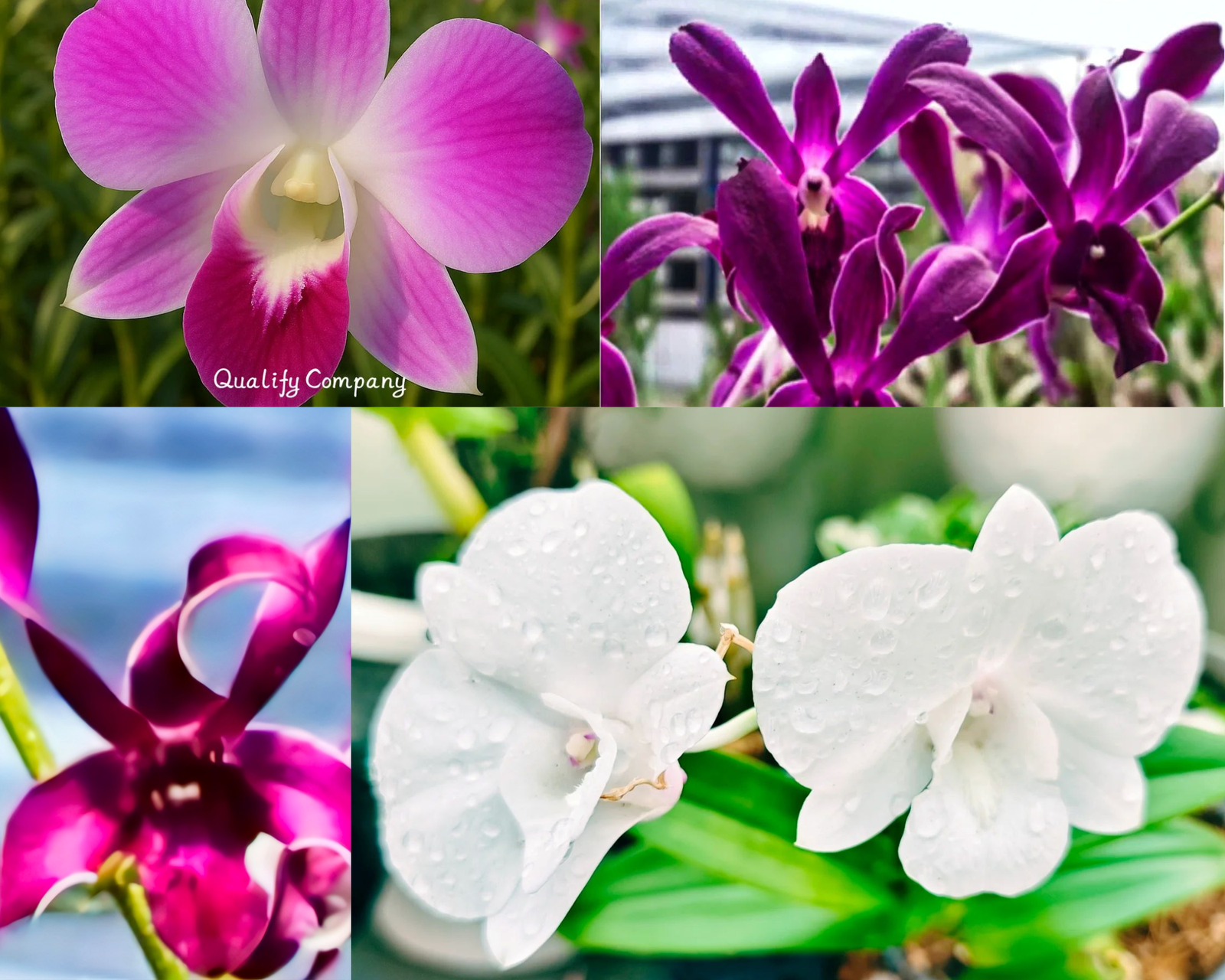 (Dendrobium) Any One Colour