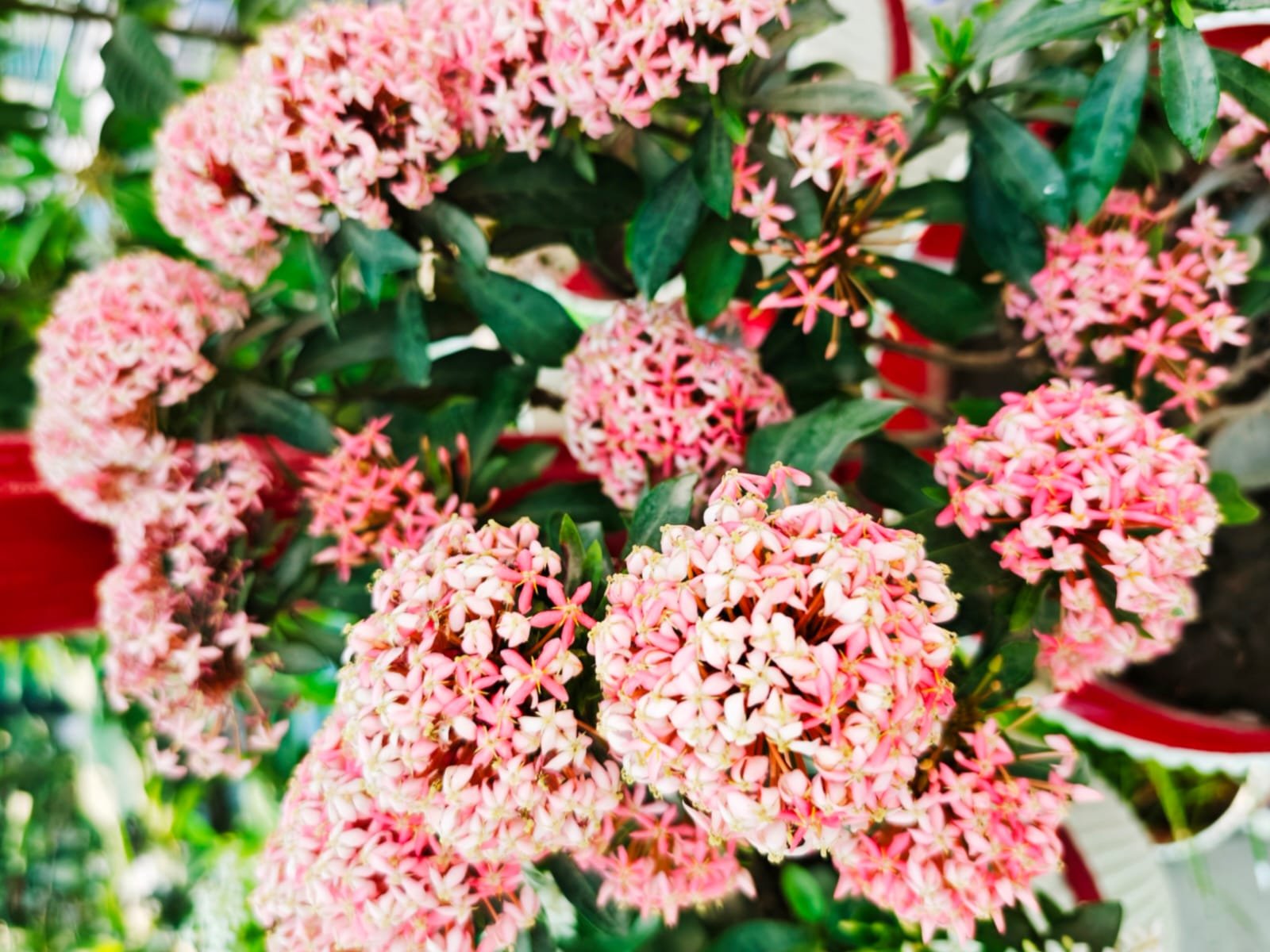 ixora