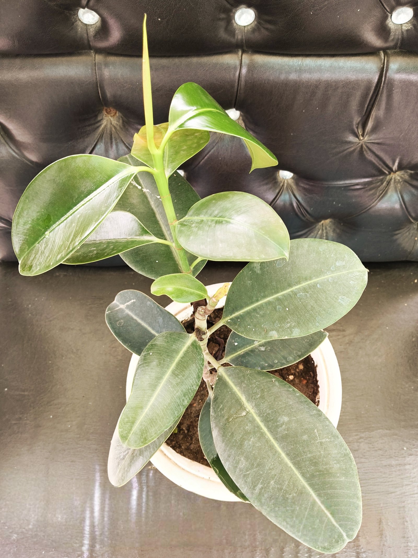 Rubber Plant