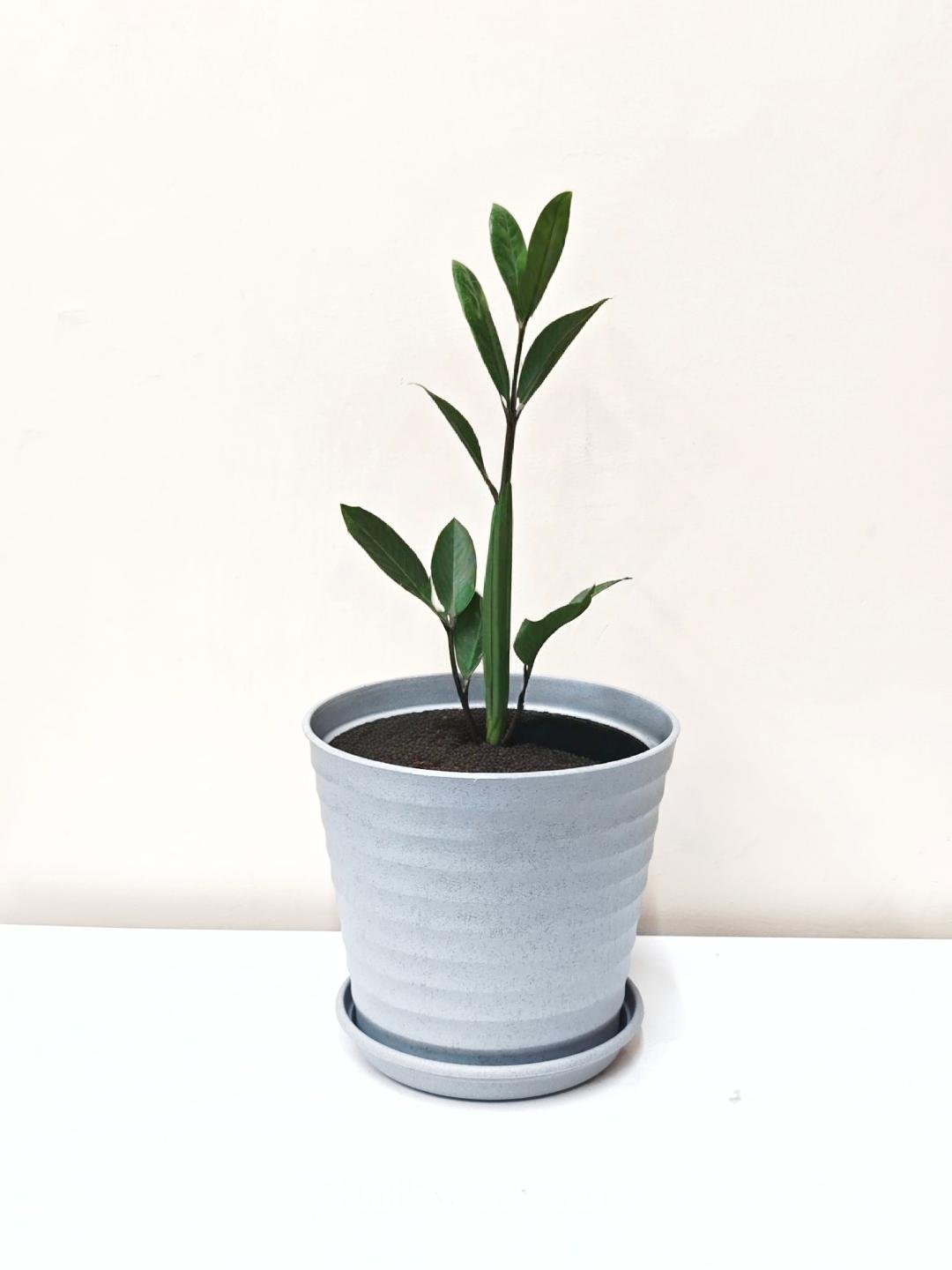ZZ Plant
